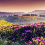 VALLEY OF FLOWER TOUR FROM RISHIKESH TO RISHIKESH